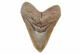 5.41" Fossil Megalodon Tooth - North Carolina - #201748-1